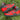 Forca Ajrore me porosi Zi dhe Kuqe 1 - AF1 e lyer me dorë - Forcat me porosi